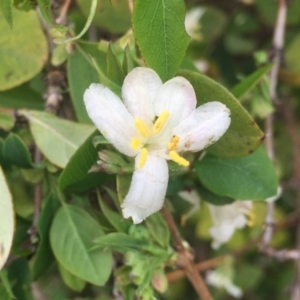 Lonicera fragrantissima at Ainslie, ACT - 7 Aug 2016