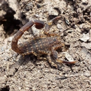 Lychas marmoreus at Canberra Central, ACT - 1 Nov 2015 12:00 AM