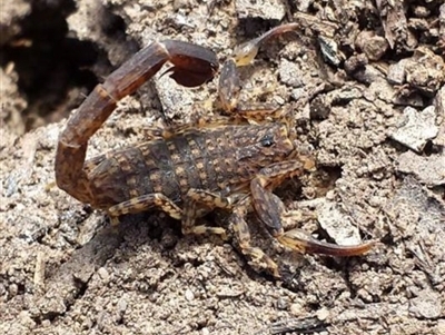 Lychas marmoreus (Little Marbled Scorpion) at Canberra Central, ACT - 31 Oct 2015 by MattM