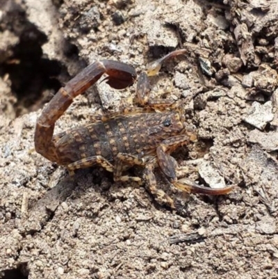 Lychas marmoreus (Little Marbled Scorpion) at Canberra Central, ACT - 1 Nov 2015 by MattM