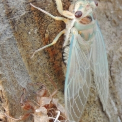 Psaltoda moerens (Redeye cicada) at Paddys River, ACT - 26 Nov 2013 by michaelb