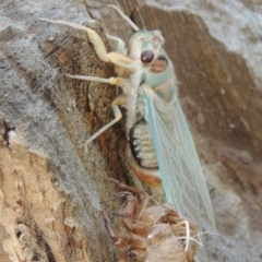 Psaltoda moerens at Paddys River, ACT - 26 Nov 2013 07:11 PM