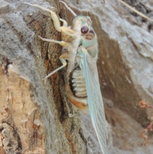 Psaltoda moerens at Paddys River, ACT - 26 Nov 2013 07:11 PM