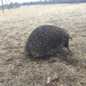 Tachyglossus aculeatus at Gungahlin, ACT - 23 Jan 2016 12:16 PM