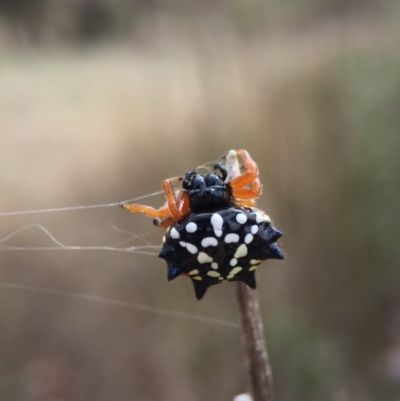 Austracantha minax (Christmas Spider, Jewel Spider) at Wollogorang, NSW - 26 Jan 2016 by AaronClausen