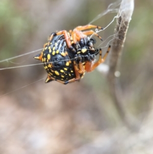 Austracantha minax at Wollogorang, NSW - 26 Jan 2016