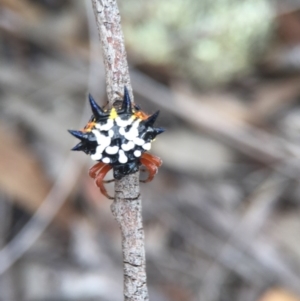 Austracantha minax at Belconnen, ACT - 14 Feb 2016 06:00 PM