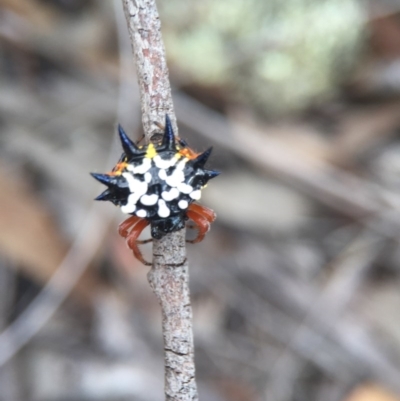 Austracantha minax (Christmas Spider, Jewel Spider) at Aranda Bushland - 14 Feb 2016 by AaronClausen