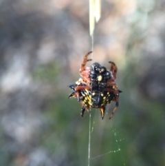 Austracantha minax at Belconnen, ACT - 14 Feb 2016 06:00 PM