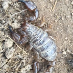 Urodacus manicatus at Belconnen, ACT - 14 Feb 2016