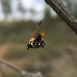 Austracantha minax at Majura, ACT - 15 Mar 2016 01:57 PM