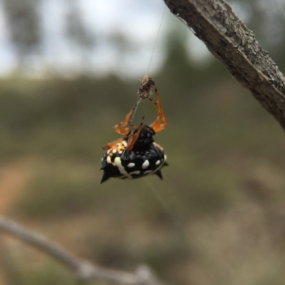 Austracantha minax (Christmas Spider, Jewel Spider) at Majura, ACT - 15 Mar 2016 by AaronClausen