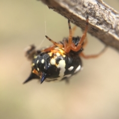 Austracantha minax at Majura, ACT - 15 Mar 2016 01:57 PM