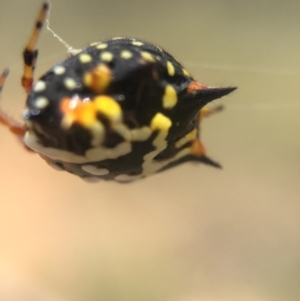 Austracantha minax at Majura, ACT - 15 Mar 2016