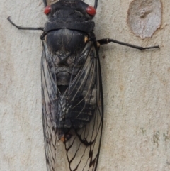 Psaltoda moerens (Redeye cicada) at Tharwa, ACT - 27 Nov 2013 by MichaelBedingfield