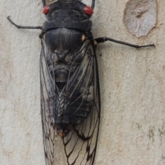 Psaltoda moerens (Redeye cicada) at Tharwa, ACT - 27 Nov 2013 by michaelb