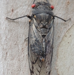 Psaltoda moerens at Tharwa, ACT - 27 Nov 2013 06:35 PM