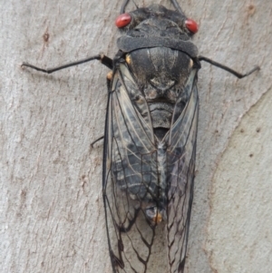 Psaltoda moerens at Tharwa, ACT - 27 Nov 2013 06:35 PM