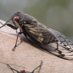 Psaltoda moerens at Tharwa, ACT - 27 Nov 2013 06:35 PM