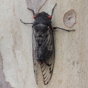 Psaltoda moerens at Tharwa, ACT - 27 Nov 2013 06:35 PM