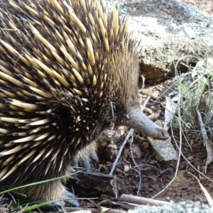 Tachyglossus aculeatus at Canberra Central, ACT - 19 Jul 2015