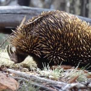 Tachyglossus aculeatus at Canberra Central, ACT - 19 Jul 2015