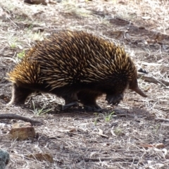 Tachyglossus aculeatus at Canberra Central, ACT - 19 Jul 2015