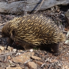 Tachyglossus aculeatus at Canberra Central, ACT - 19 Jul 2015