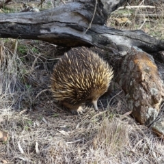 Tachyglossus aculeatus at Canberra Central, ACT - 19 Jul 2015