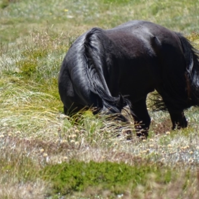 Equus caballus (Horse, Feral Horse) at Kosciuszko, NSW - 6 Feb 2016 by AaronClausen
