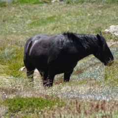 Equus caballus at Kosciuszko, NSW - suppressed