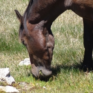 Equus caballus at Mt Kosciuszko Summit - 6 Feb 2016