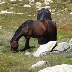 Equus caballus at Mt Kosciuszko Summit - 6 Feb 2016