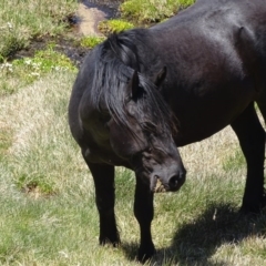 Equus caballus at Mt Kosciuszko Summit - 6 Feb 2016