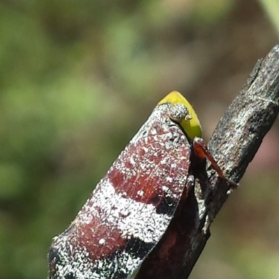 Platybrachys decemmacula (Green-faced gum hopper) at Aranda Bushland - 28 Nov 2015 by MattM