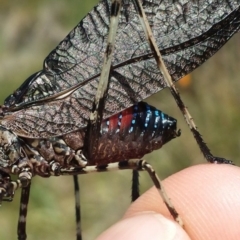 Acripeza reticulata (Mountain Katydid) at Paddys River, ACT - 29 Dec 2015 by MattM