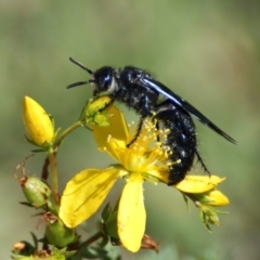 Scoliidae (family) (Unidentified Hairy Flower Wasp) at Symonston, ACT - 8 Feb 2016 by roymcd