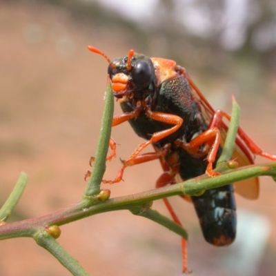 Perga sp. (genus) (Sawfly or Spitfire) at The Fair, Watson - 13 Mar 2015 by waltraud