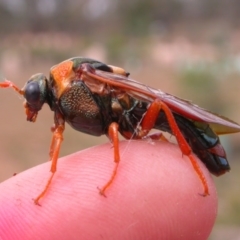 Perga sp. (genus) at Watson, ACT - 13 Mar 2015