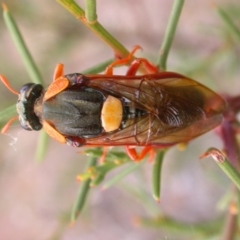 Perga sp. (genus) at Watson, ACT - 13 Mar 2015