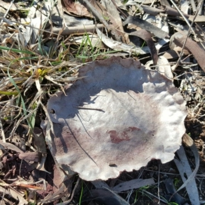 Calvatia sp. (a puffball ) at Farrer Ridge - 7 Aug 2016 by Mike