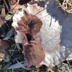 Calvatia sp. at Farrer, ACT - 8 Aug 2016