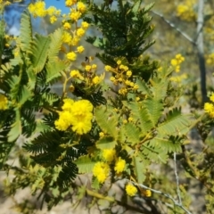 Acacia baileyana (Cootamundra Wattle, Golden Mimosa) at Farrer, ACT - 7 Aug 2016 by Mike