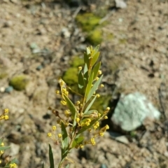 Acacia sp. (A Wattle) at Farrer, ACT - 8 Aug 2016 by Mike