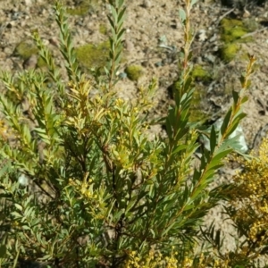 Acacia sp. at Farrer, ACT - 8 Aug 2016 12:00 AM