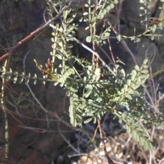 Indigofera adesmiifolia (Tick Indigo) at Mount Ainslie - 8 Aug 2016 by SilkeSma