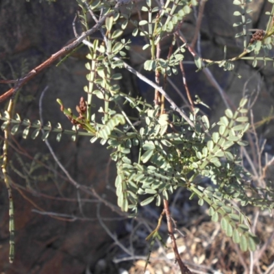 Indigofera adesmiifolia (Tick Indigo) at Majura, ACT - 8 Aug 2016 by SilkeSma