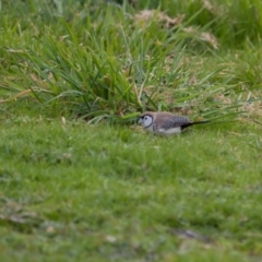 Stizoptera bichenovii (Double-barred Finch) at Murrumbateman, NSW - 7 Aug 2016 by SallyandPeter