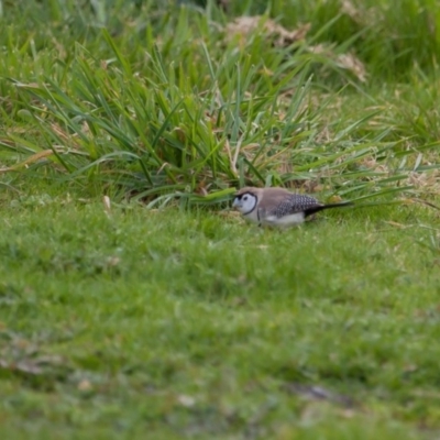 Stizoptera bichenovii (Double-barred Finch) at Murrumbateman, NSW - 6 Aug 2016 by SallyandPeter