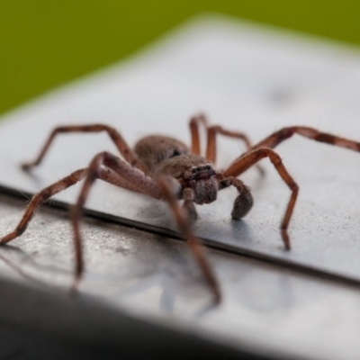 Isopeda (genus) (Huntsman Spider) at Murrumbateman, NSW - 31 Jul 2016 by SallyandPeter